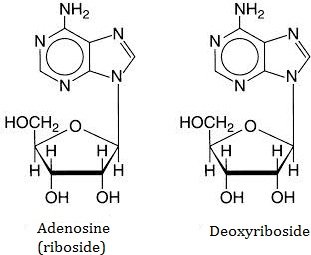 Adenosine and Deoxyriboside